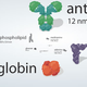 Illustration for article titled So Just How Small Is a Ribosome, Anyways?